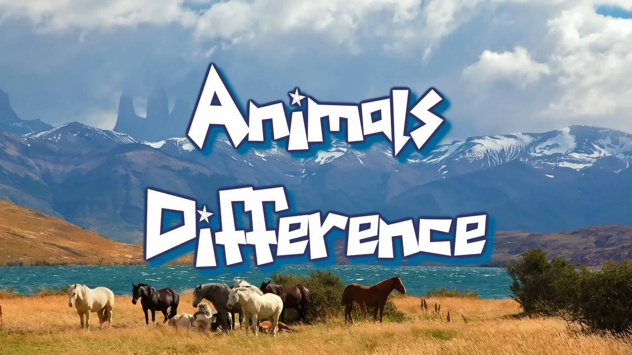 Play Animal Differences