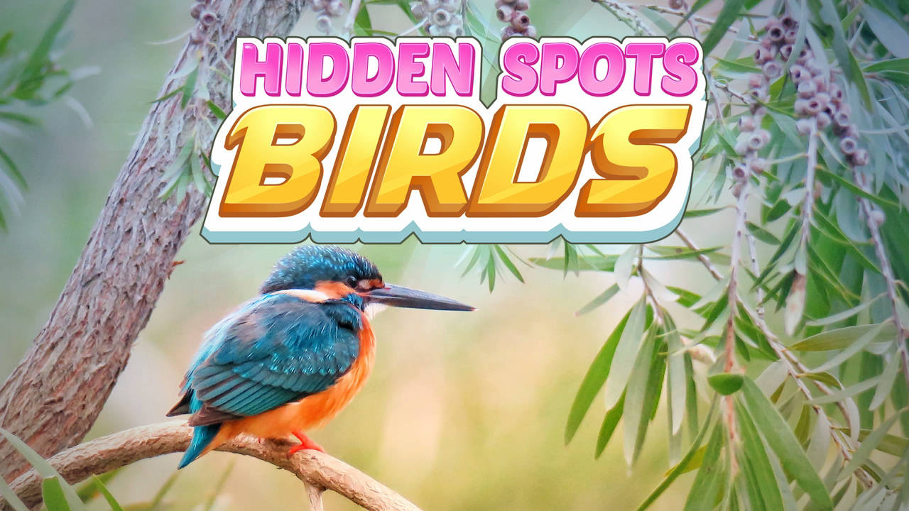 Play Hidden Spots - Birds