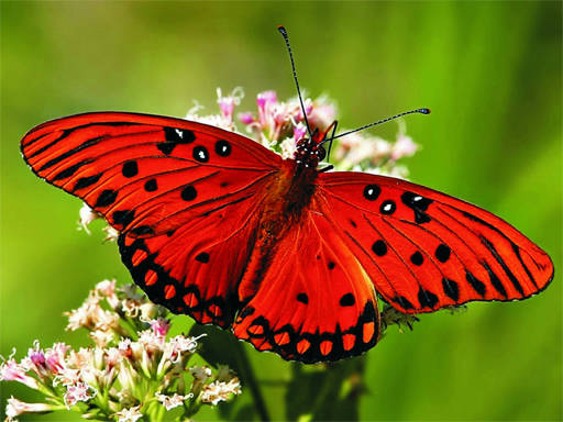 Play Nature Jigsaw Puzzle Butterfly