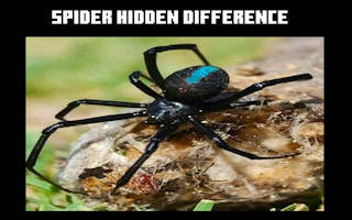 Play Spider Hidden Difference