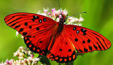 Nature Jigsaw Puzzle Butterfly