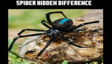 Spider Hidden Difference